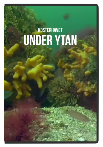 Kosterhavet under ytan — affisch